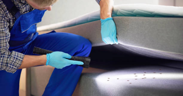 Best Flea Control Services  in Pimlico, SC
