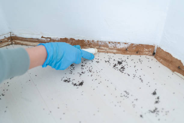 Best Pest Removal Services  in Pimlico, SC
